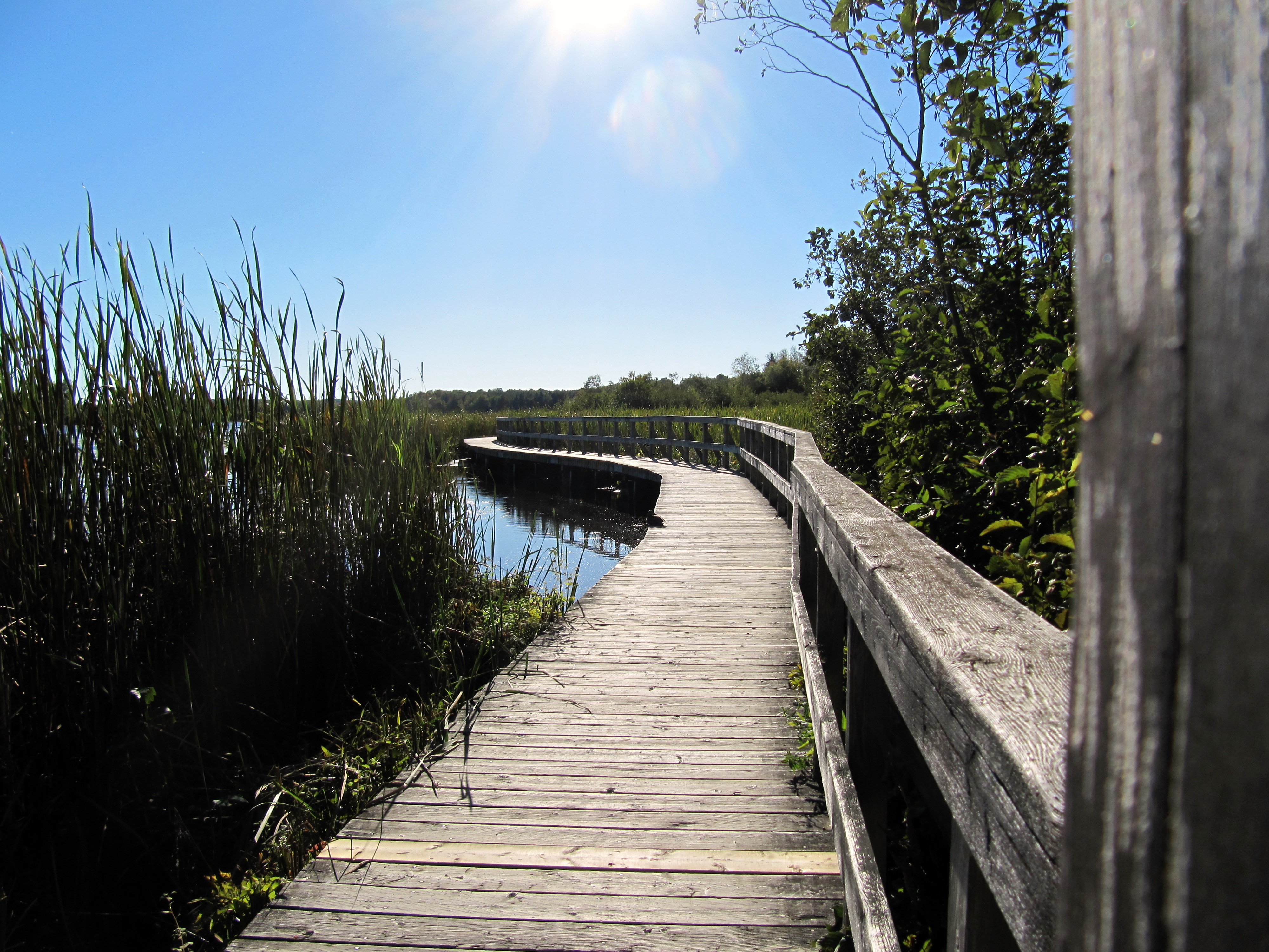 Un pont en bois sinuant au-dessus d'un marais.