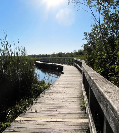 Un pont en bois sinuant au-dessus d'un marais.