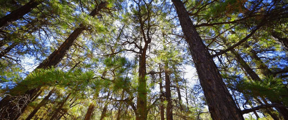 Boisés et nature autour de Granby